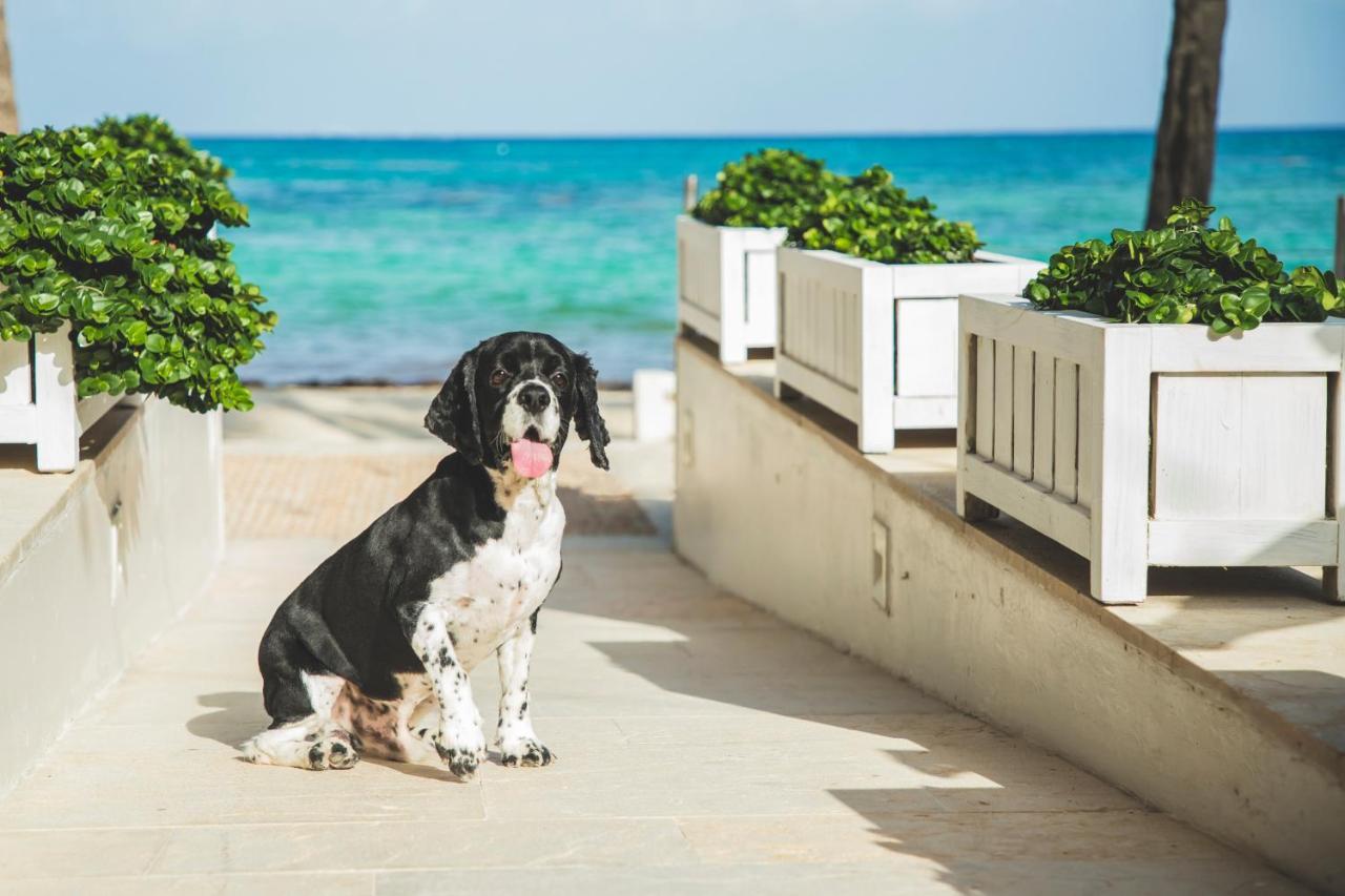 Thompson Playa Del Carmen Beach House, By Hyatt Exterior foto